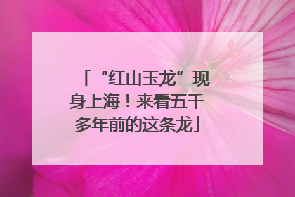 “红山玉龙”现身上海！来看五千多年前的这条龙