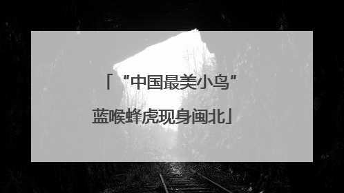 “中国最美小鸟”蓝喉蜂虎现身闽北