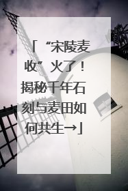 “宋陵麦收”火了！揭秘千年石刻与麦田如何共生→