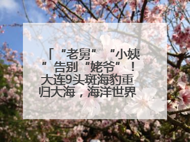 “老舅”“小姨”告别“姥爷”！大连9头斑海豹重归大海，海洋世界：它们已具备野外生存能力