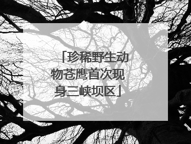 珍稀野生动物苍鹰首次现身三峡坝区