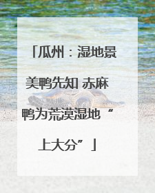 瓜州：湿地景美鸭先知 赤麻鸭为荒漠湿地“上大分”