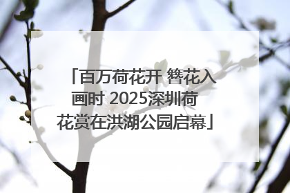 百万荷花开 簪花入画时 2025深圳荷花赏在洪湖公园启幕