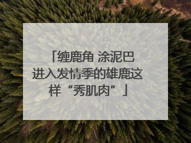 缠鹿角 涂泥巴 进入发情季的雄鹿这样“秀肌肉”