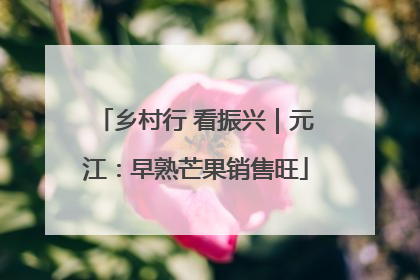 乡村行 看振兴｜元江：早熟芒果销售旺