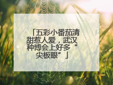 五彩小番茄清甜惹人爱，武汉种博会上好多“尖板眼”