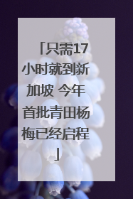 只需17小时就到新加坡 今年首批青田杨梅已经启程