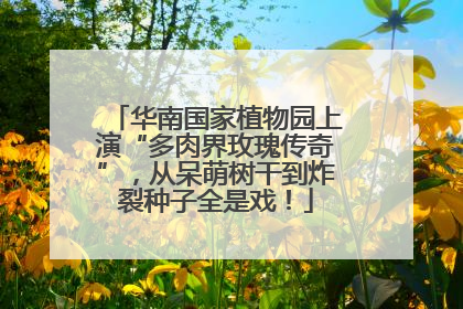 华南国家植物园上演“多肉界玫瑰传奇”，从呆萌树干到炸裂种子全是戏！