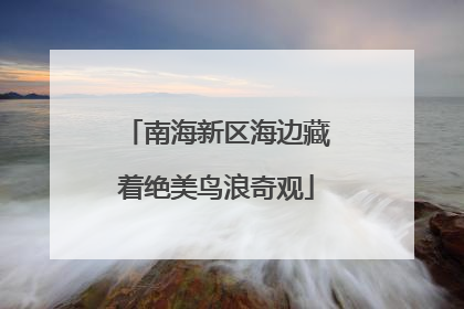 南海新区海边藏着绝美鸟浪奇观