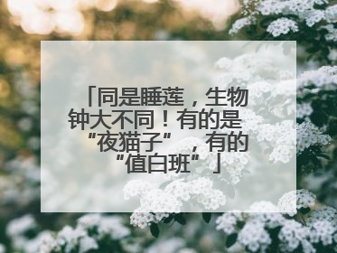 同是睡莲，生物钟大不同！有的是“夜猫子”，有的“值白班”