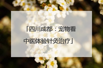 四川成都：宠物看中医体验针灸治疗