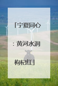 宁夏同心：黄河水润枸杞红