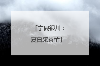 宁夏银川：夏日采茶忙