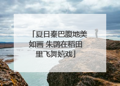 夏日秦巴腹地美如画 朱鹮在稻田里飞舞嬉戏