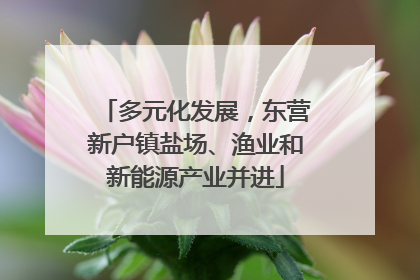 多元化发展，东营新户镇盐场、渔业和新能源产业并进
