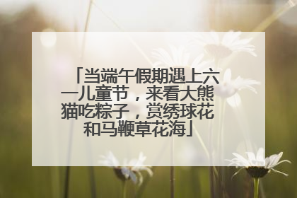 当端午假期遇上六一儿童节，来看大熊猫吃粽子，赏绣球花和马鞭草花海