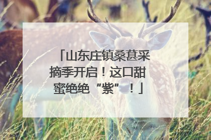山东庄镇桑葚采摘季开启！这口甜蜜绝绝“紫”！