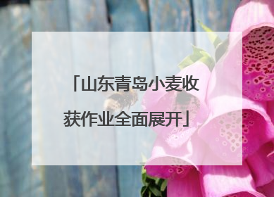 山东青岛小麦收获作业全面展开