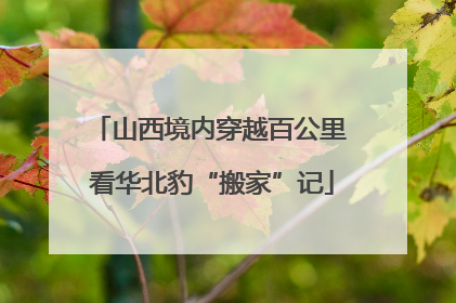 山西境内穿越百公里 看华北豹“搬家”记