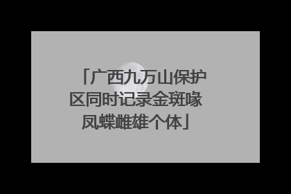 广西九万山保护区同时记录金斑喙凤蝶雌雄个体