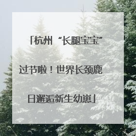杭州“长腿宝宝”过节啦！世界长颈鹿日邂逅新生幼崽