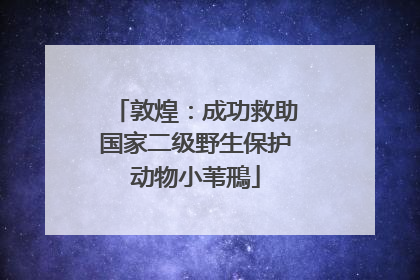 敦煌：成功救助国家二级野生保护动物小苇鳽