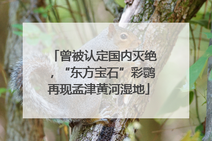 曾被认定国内灭绝，“东方宝石”彩鹮再现孟津黄河湿地