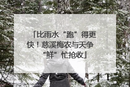 比雨水“跑”得更快！慈溪梅农与天争“鲜”忙抢收