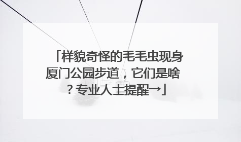 样貌奇怪的毛毛虫现身厦门公园步道，它们是啥？专业人士提醒→