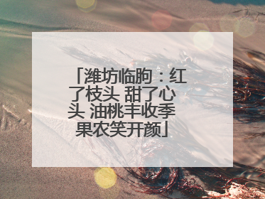 潍坊临朐：红了枝头 甜了心头 油桃丰收季果农笑开颜