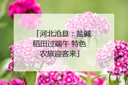 河北沧县：盐碱稻田过端午 特色农旅迎客来