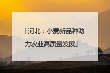 河北：小麦新品种助力农业高质量发展