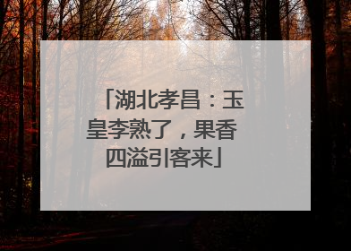 湖北孝昌：玉皇李熟了，果香四溢引客来