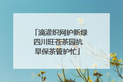 滴灌织网护新绿 四川旺苍茶园抗旱保茶管护忙
