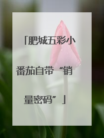 肥城五彩小番茄自带“销量密码”