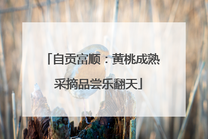 自贡富顺：黄桃成熟 采摘品尝乐翻天