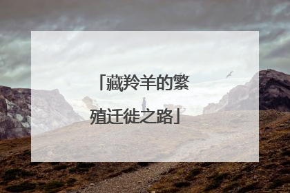 藏羚羊的繁殖迁徙之路