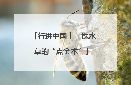 行进中国丨一株水草的“点金术”