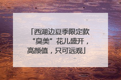 西湖边夏季限定款“臭美”花儿盛开，高颜值，只可远观