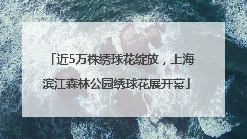 近5万株绣球花绽放，上海滨江森林公园绣球花展开幕