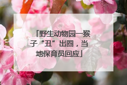 野生动物园一猴子“丑”出圈，当地保育员回应