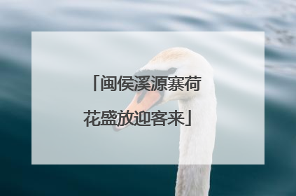 闽侯溪源寨荷花盛放迎客来