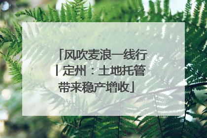 风吹麦浪一线行丨定州：土地托管带来稳产增收