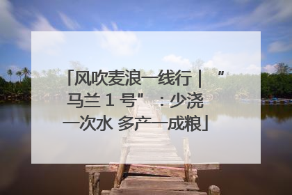 风吹麦浪一线行｜“马兰 1 号”：少浇一次水 多产一成粮