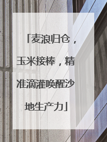 麦浪归仓，玉米接棒，精准滴灌唤醒沙地生产力