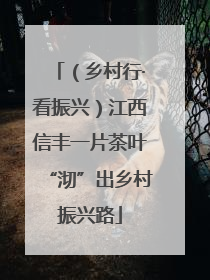 （乡村行·看振兴）江西信丰一片茶叶“沏”出乡村振兴路